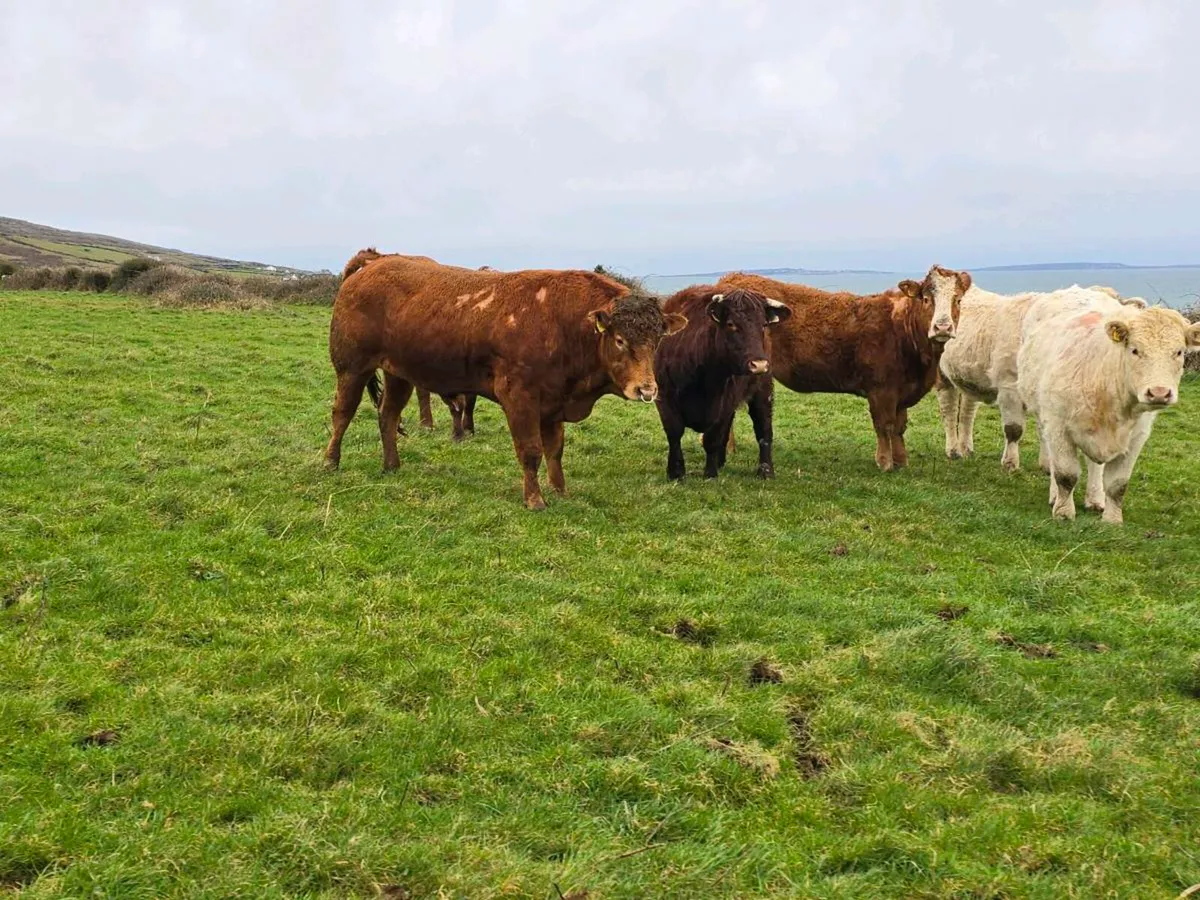 ⭐ 3YO Pedigree Limestone Bull – 5⭐ Terminal – SCEP - Image 4