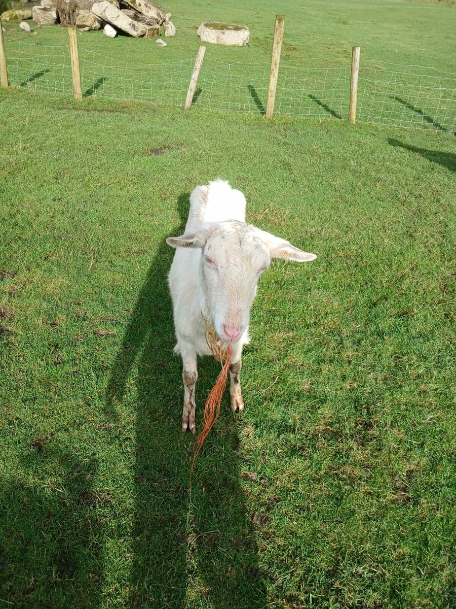 Goat - Image 4
