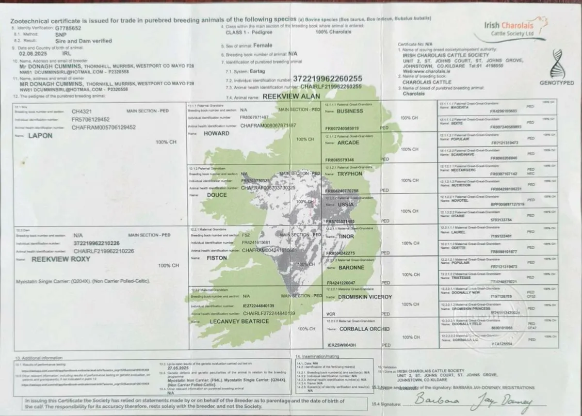 Charolais Pure Bred Heifer**Balla Sale17th Feb ** - Image 2