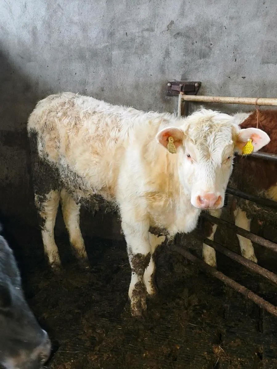 Charolais Pure Bred Heifer**Balla Sale17th Feb ** - Image 1