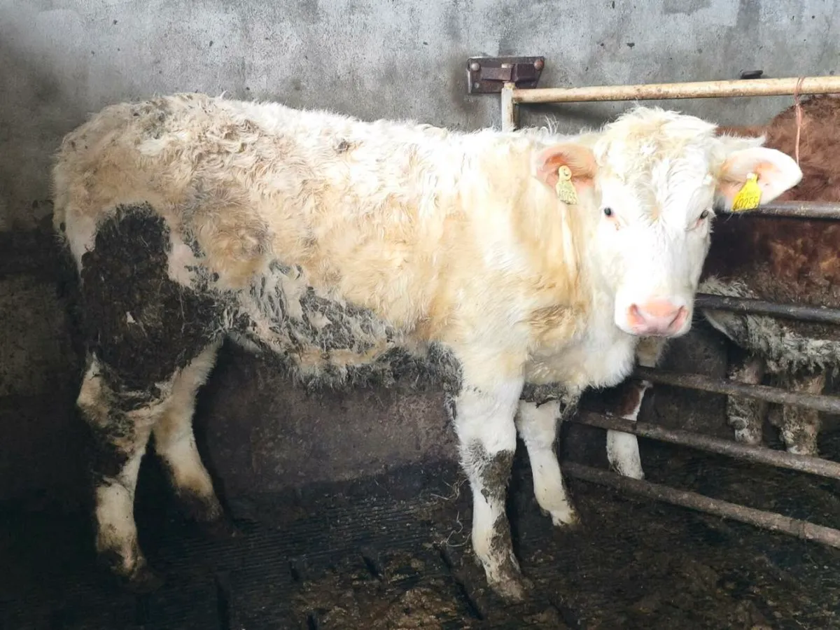 Charolais Pure Bred Heifer**Balla Sale17th Feb ** - Image 3