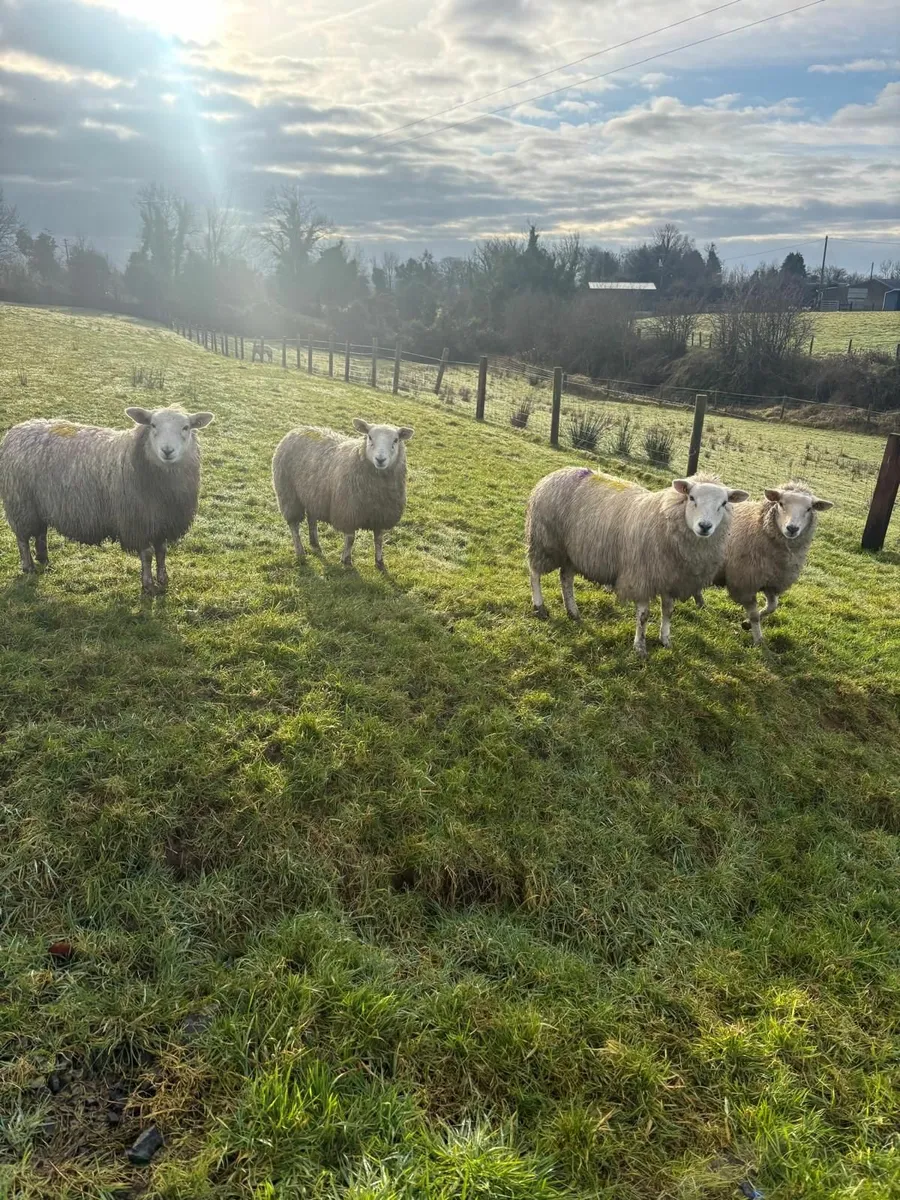 Sheep - Image 1
