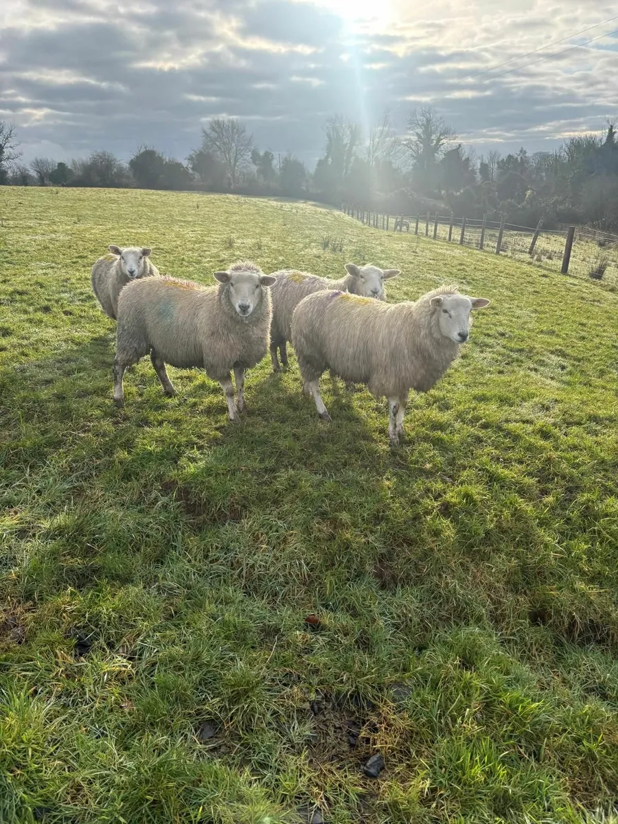 Sheep - Image 2
