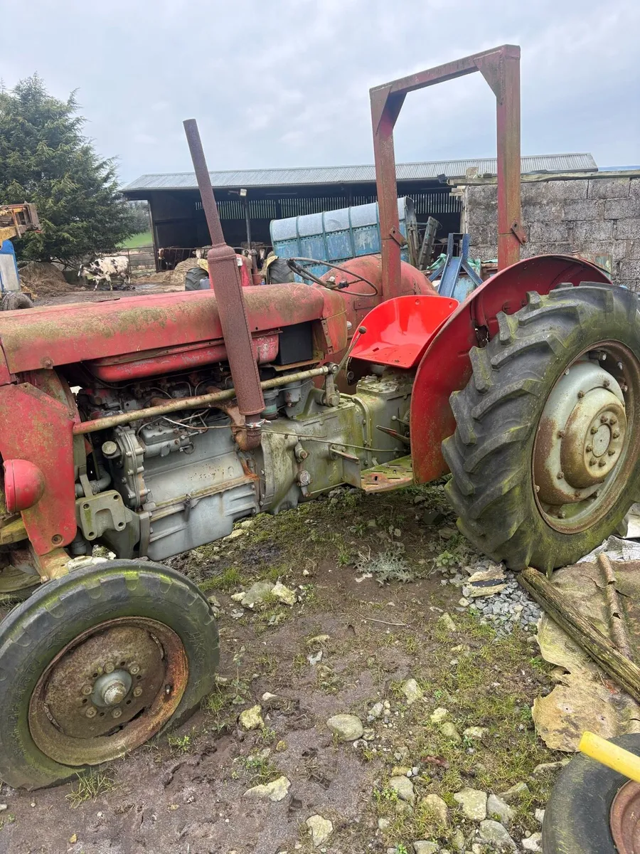 65 Massey Ferguson - Image 2