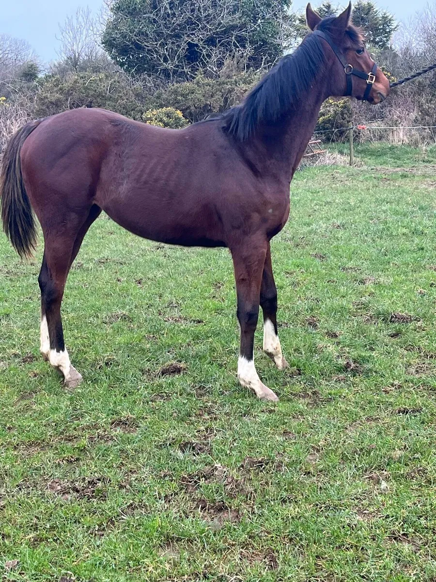 Tb yearling filly - Image 2