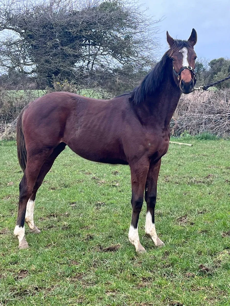 Tb yearling filly - Image 4