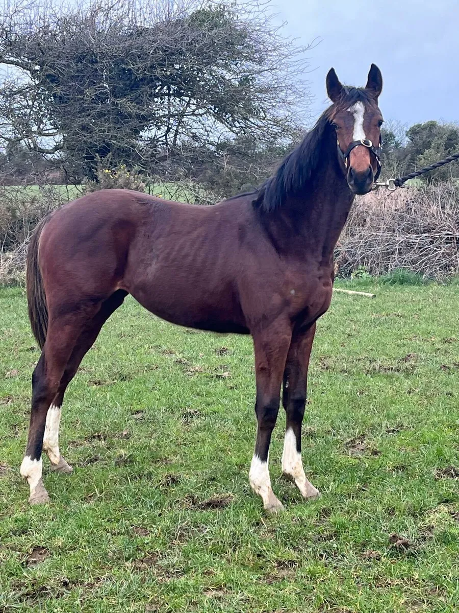 Tb yearling filly - Image 1