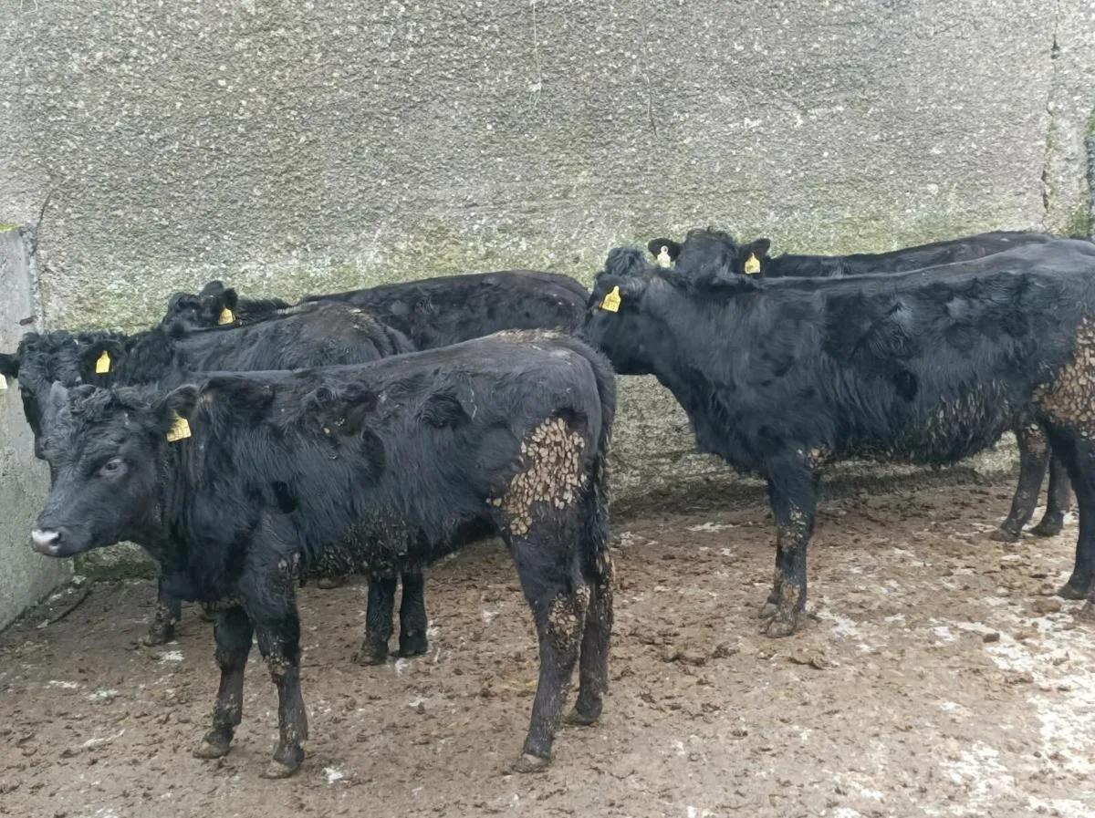 Weanling heifers Portumna Mart - Image 4
