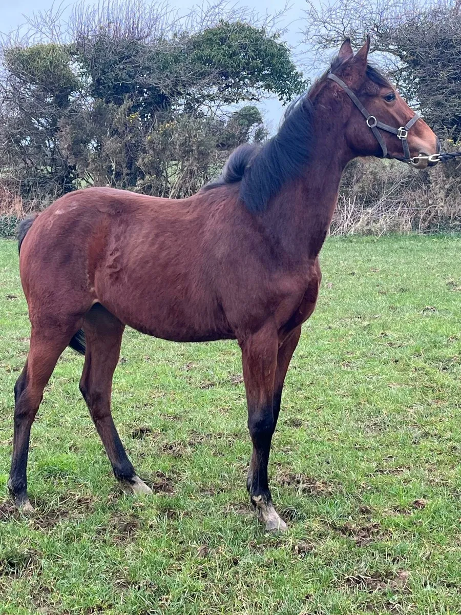 Success Days colt - Image 1