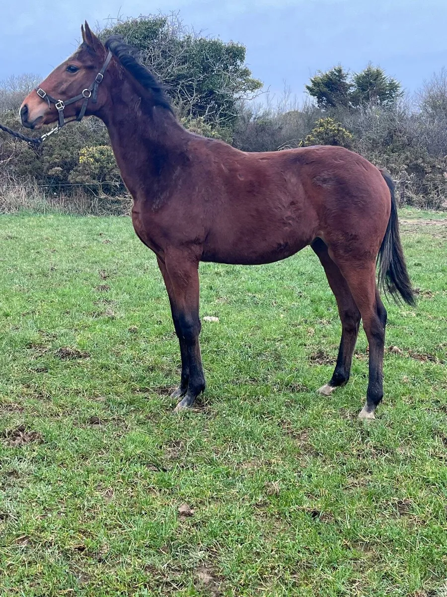 Success Days colt - Image 2