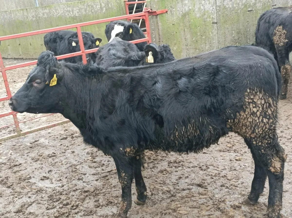 Weanling heifers Portumna Mart - Image 1