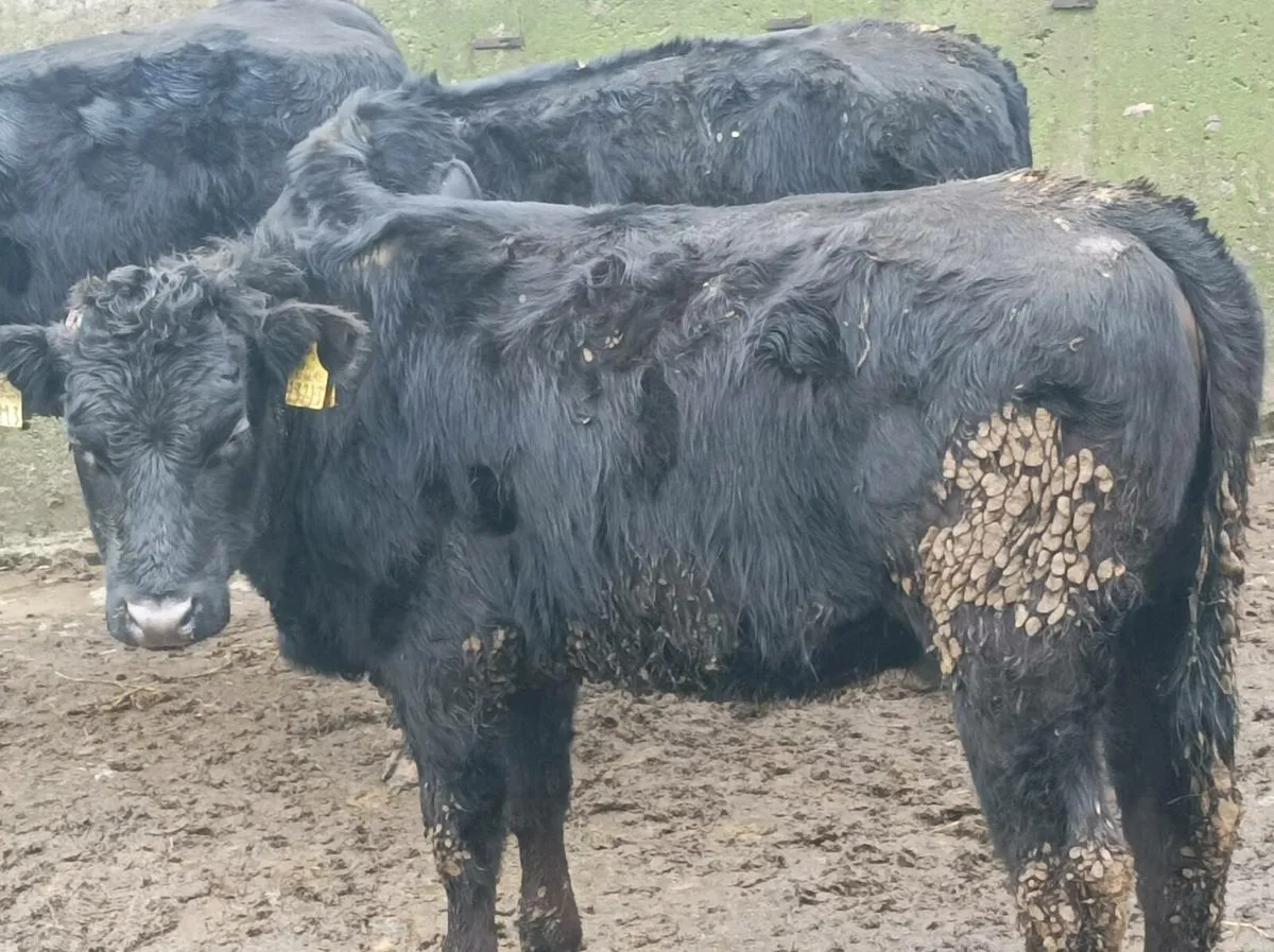 Weanling heifers Portumna Mart - Image 2