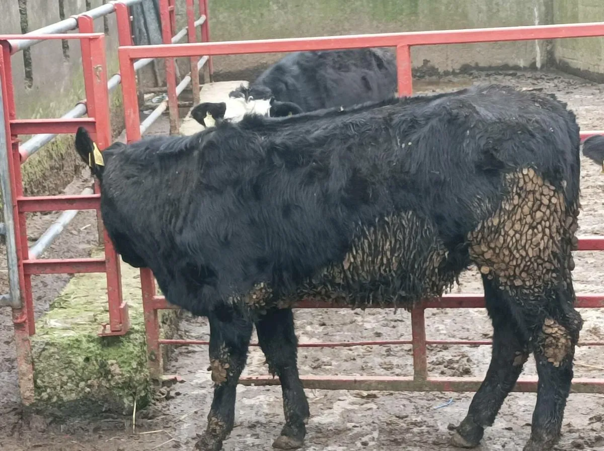 Weanling heifers Portumna Mart - Image 3
