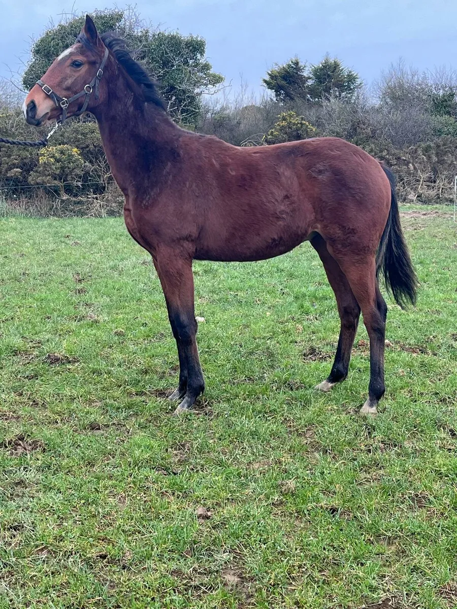 Success Days colt - Image 4