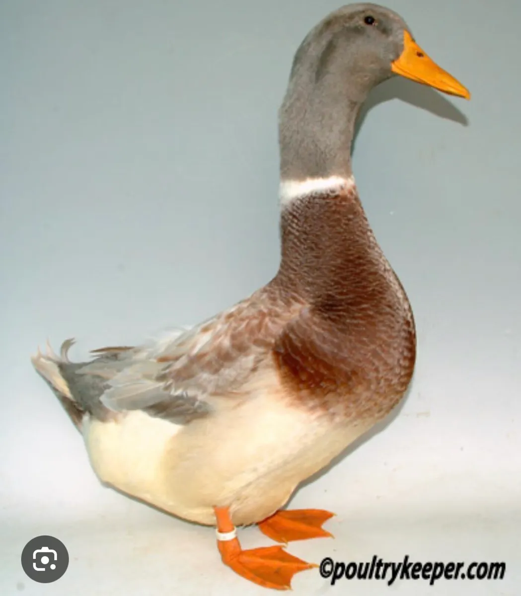 Wanted - Saxony Drake