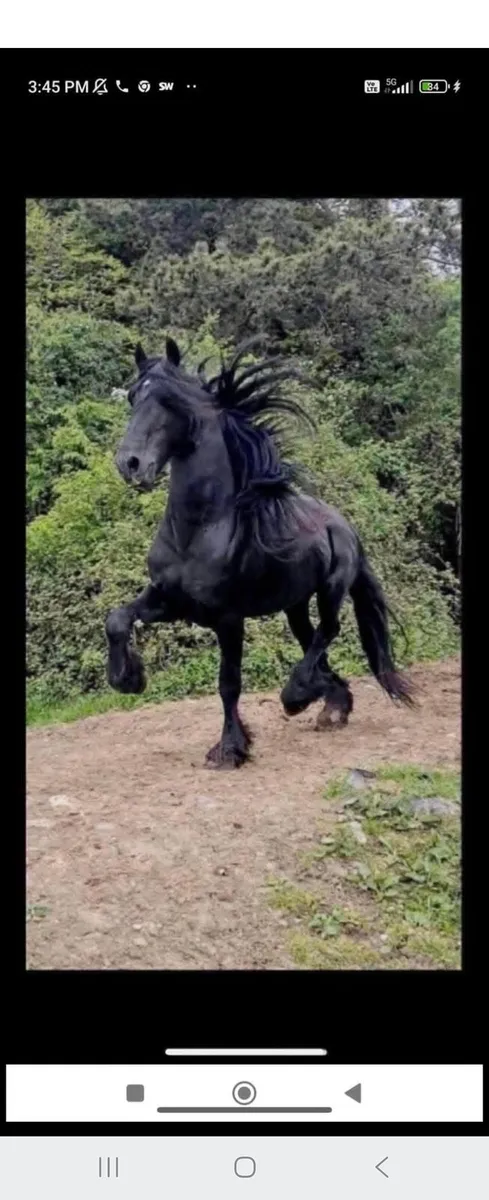 Half Fresian Colt - Image 4