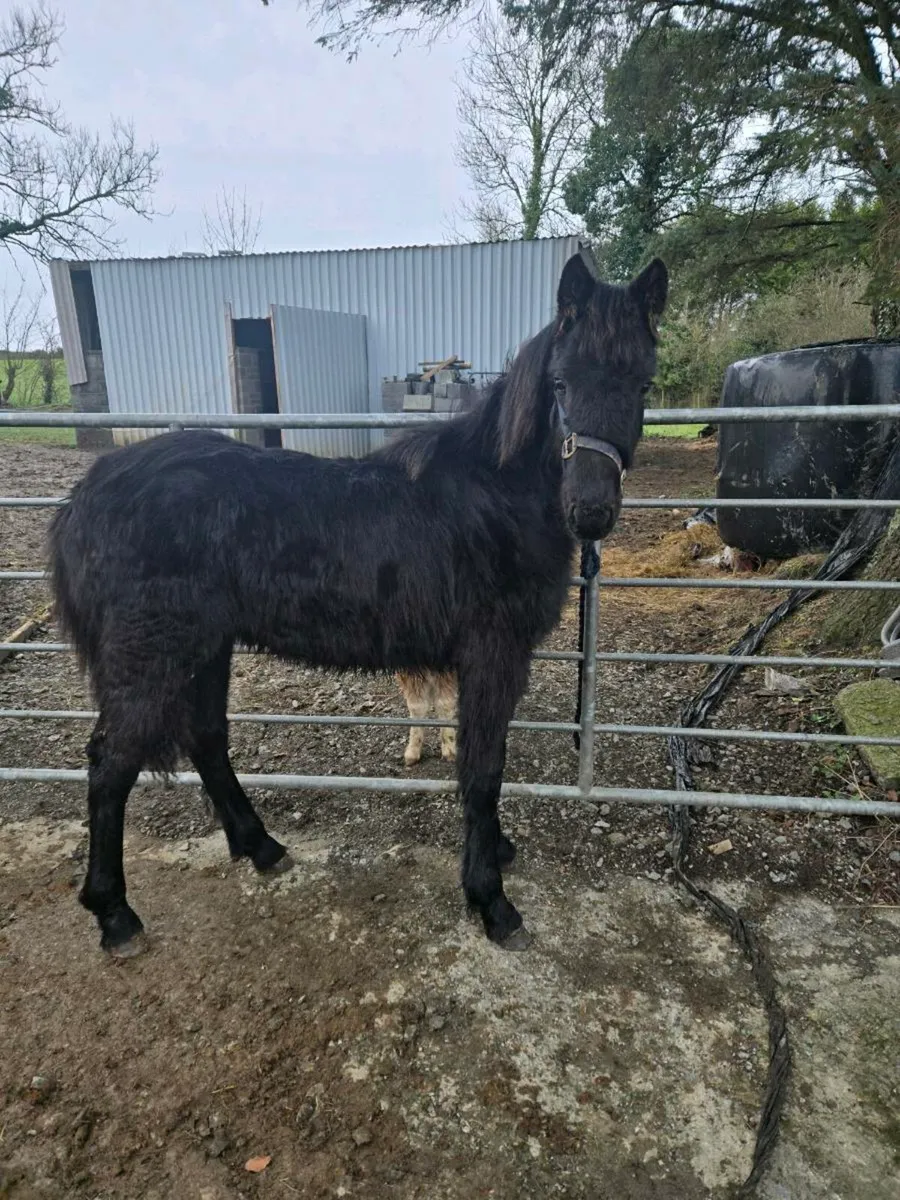 Half Fresian Colt - Image 1