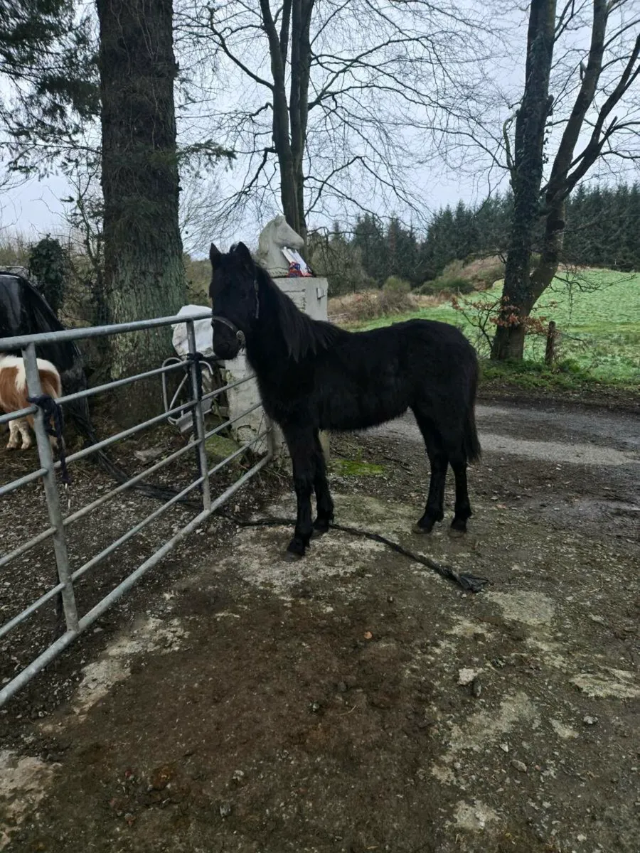 Half Fresian Colt - Image 2