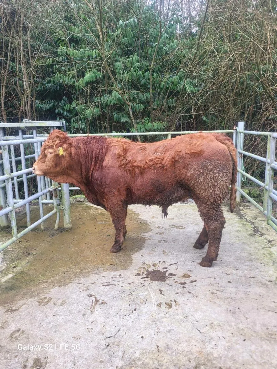 PBR Limousin Bull - Image 1