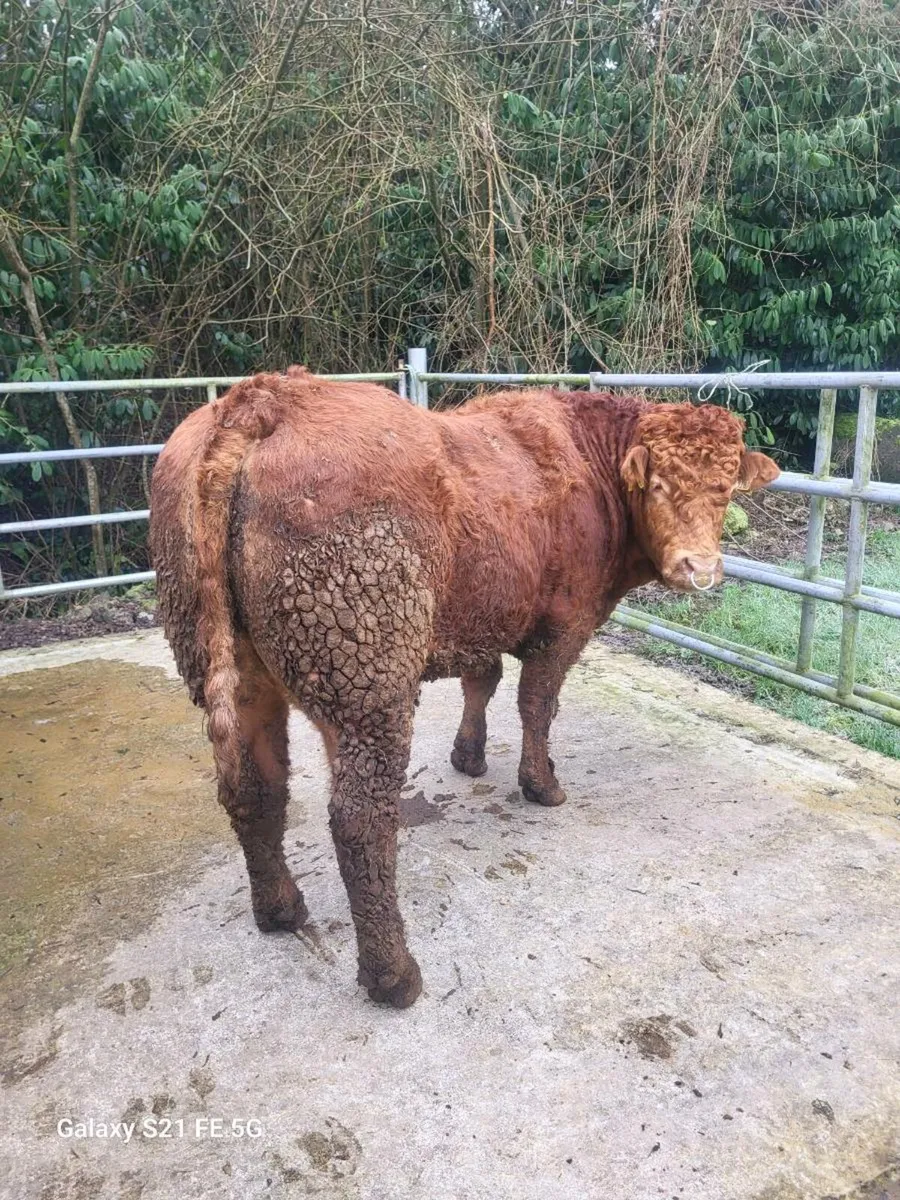 PBR Limousin Bull - Image 2