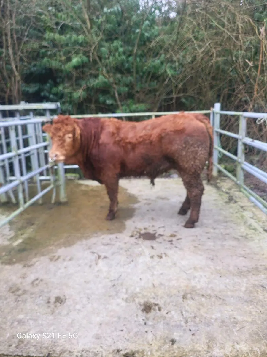 PBR Limousin Bull - Image 3