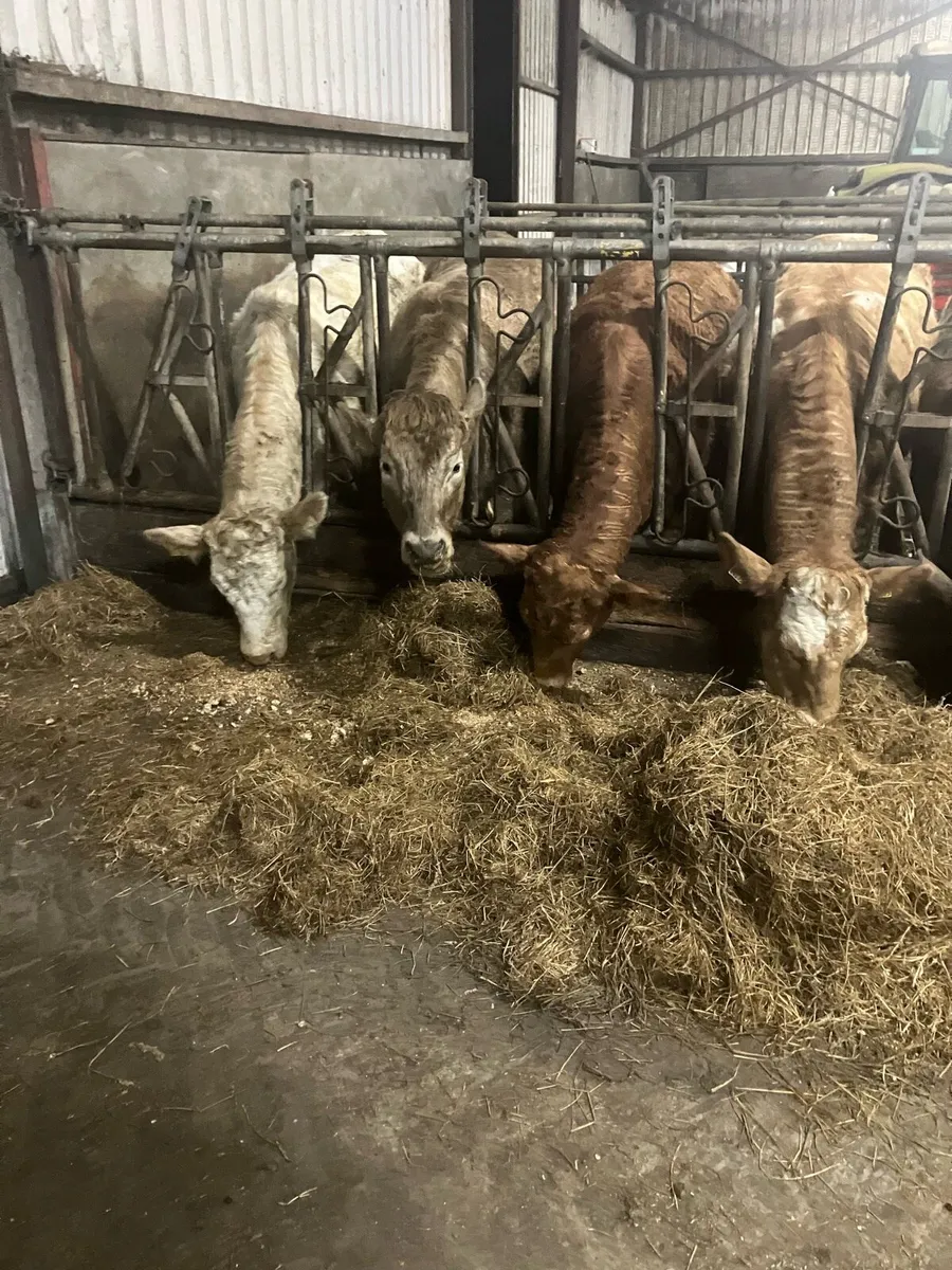 Charolais Heifers - Image 3