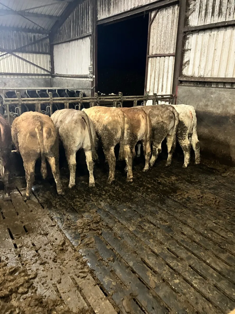 Charolais Heifers - Image 4