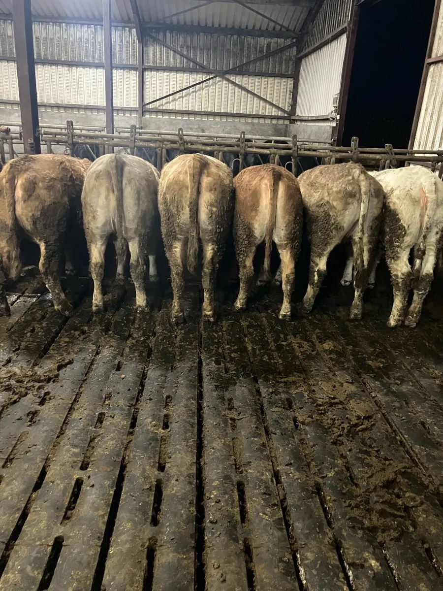 Charolais Heifers - Image 2