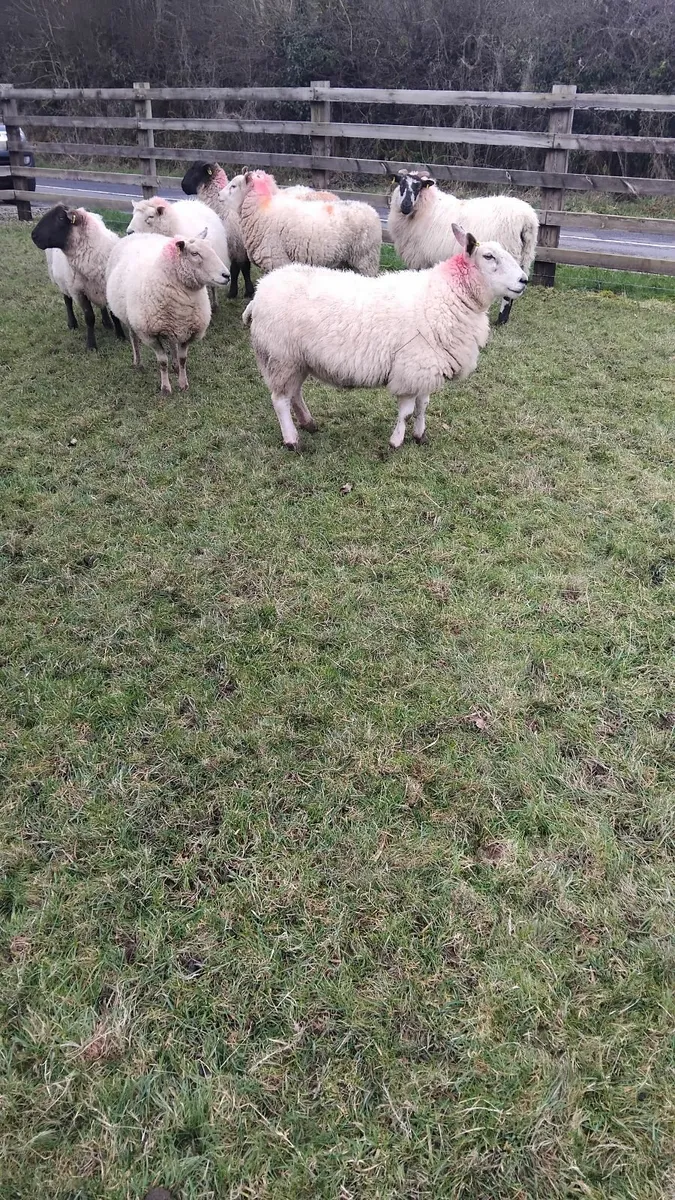 Top quality ewes scanned in lamb - Image 2