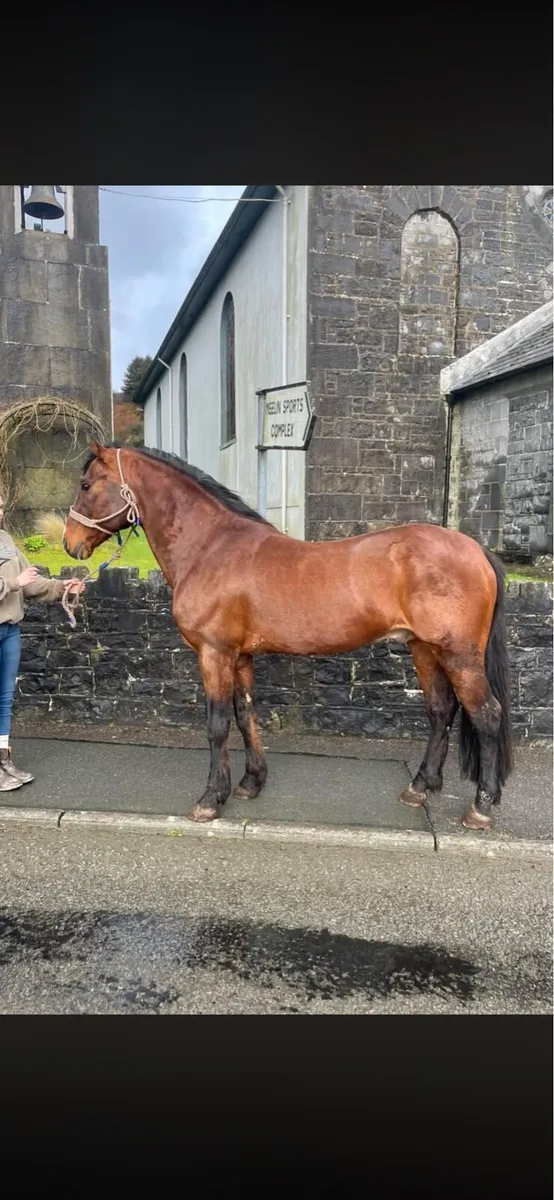 TB mare in foal to Connemara - Image 3