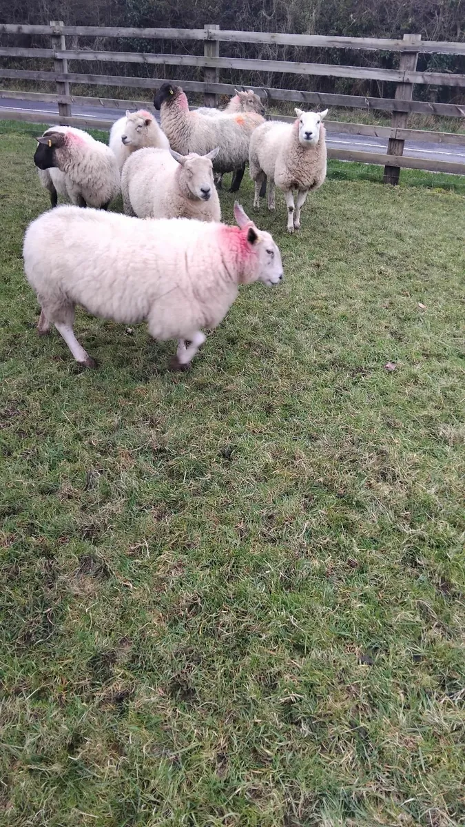 Top quality ewes scanned in lamb - Image 1