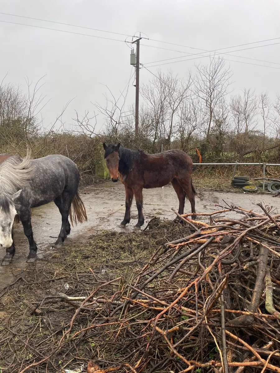 Irish draught x - Image 1
