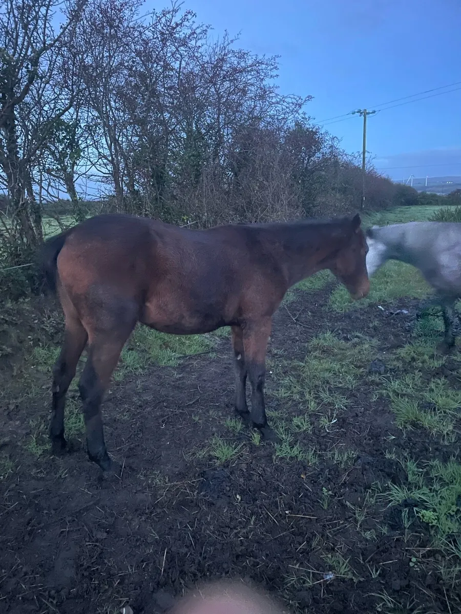 Irish draught x - Image 3