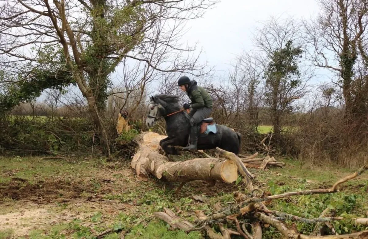 Connemara mare - Image 4