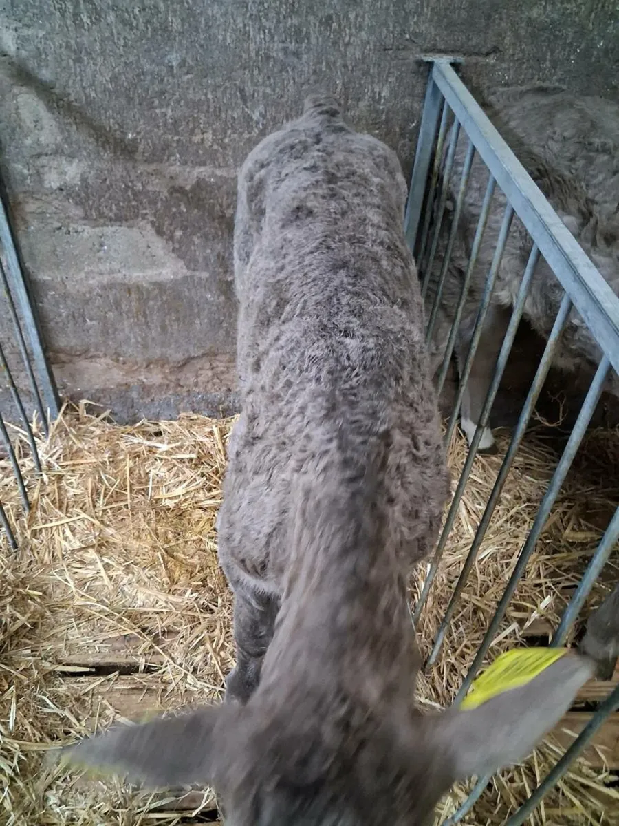 Continental calves - Image 1