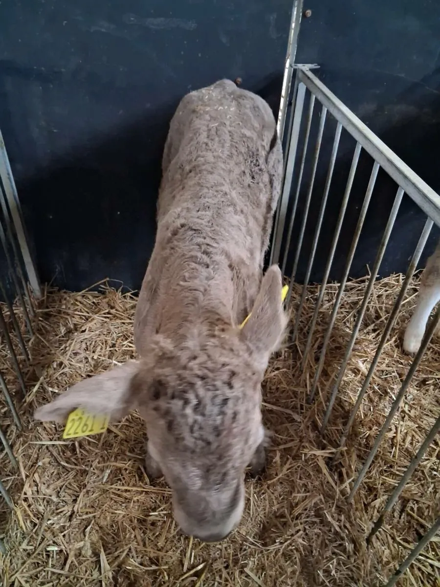 Continental calves - Image 2