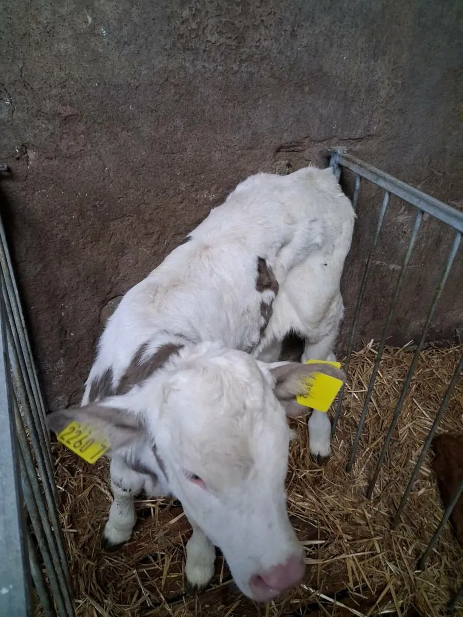 Continental calves - Image 3