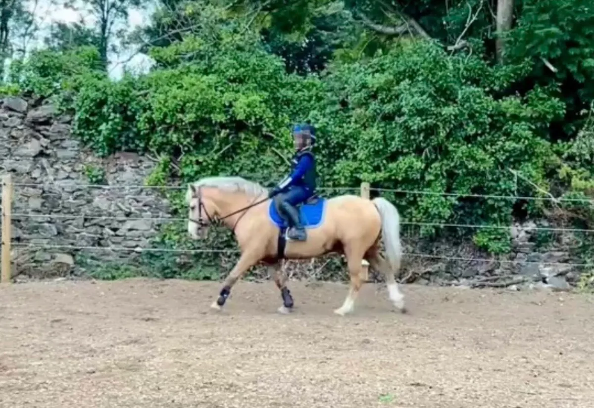 13.2 Palamino - Image 2