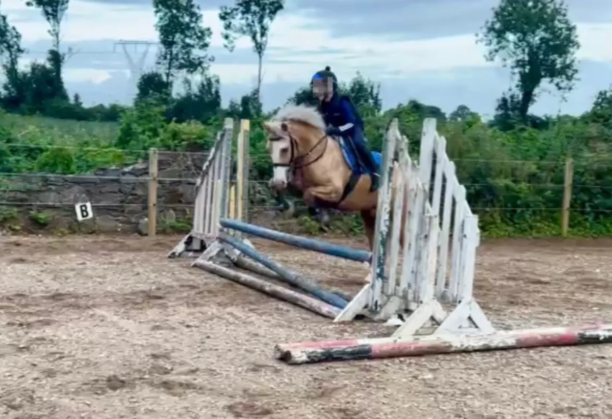 13.2 Palamino - Image 3