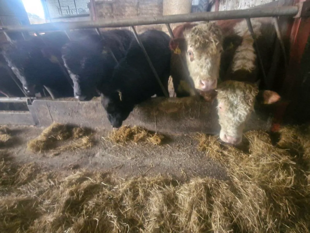 Pedigree Angus and Hereford bulls - Image 2