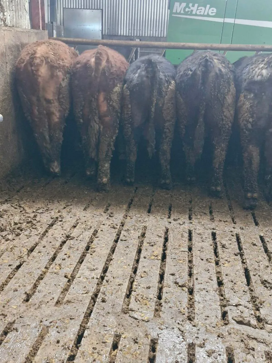 Pedigree Angus and Hereford bulls - Image 3