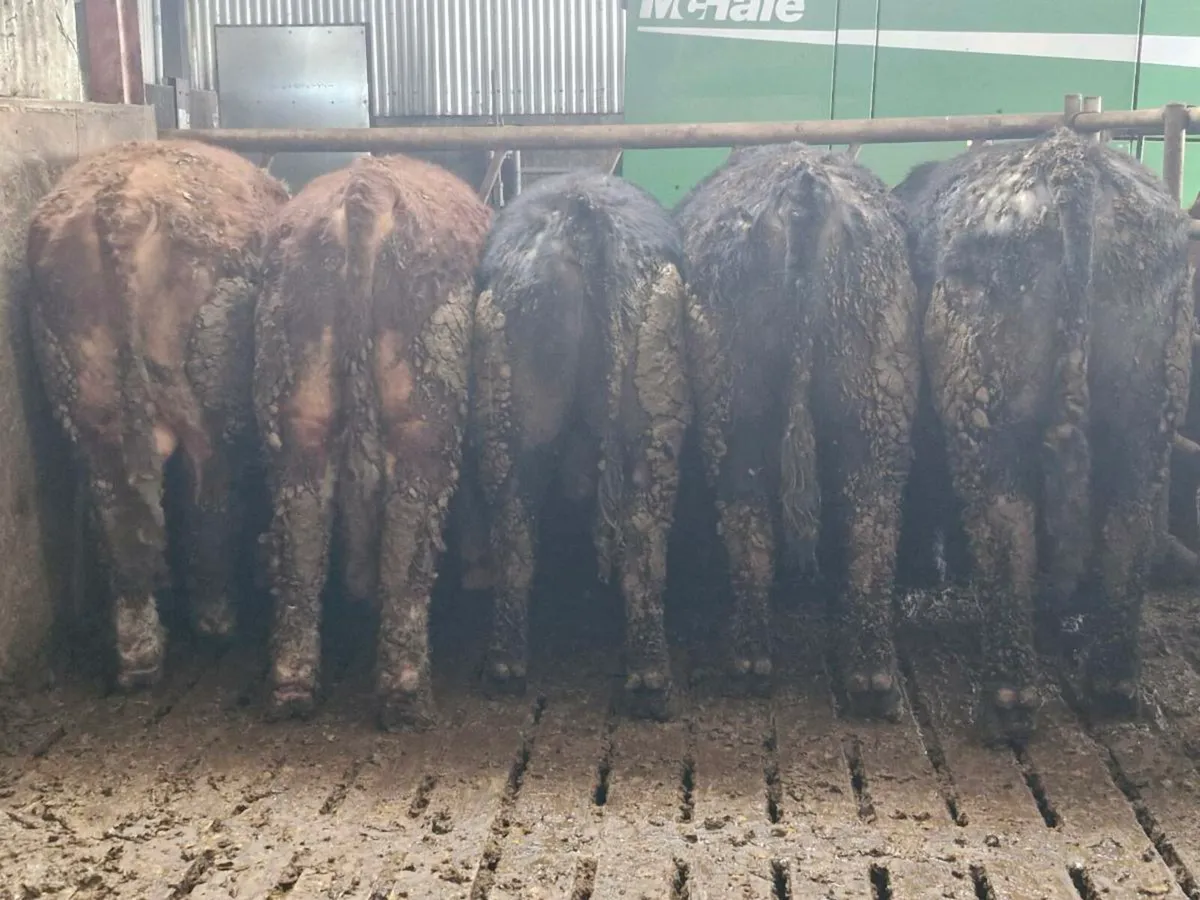 Pedigree Angus and Hereford bulls - Image 4