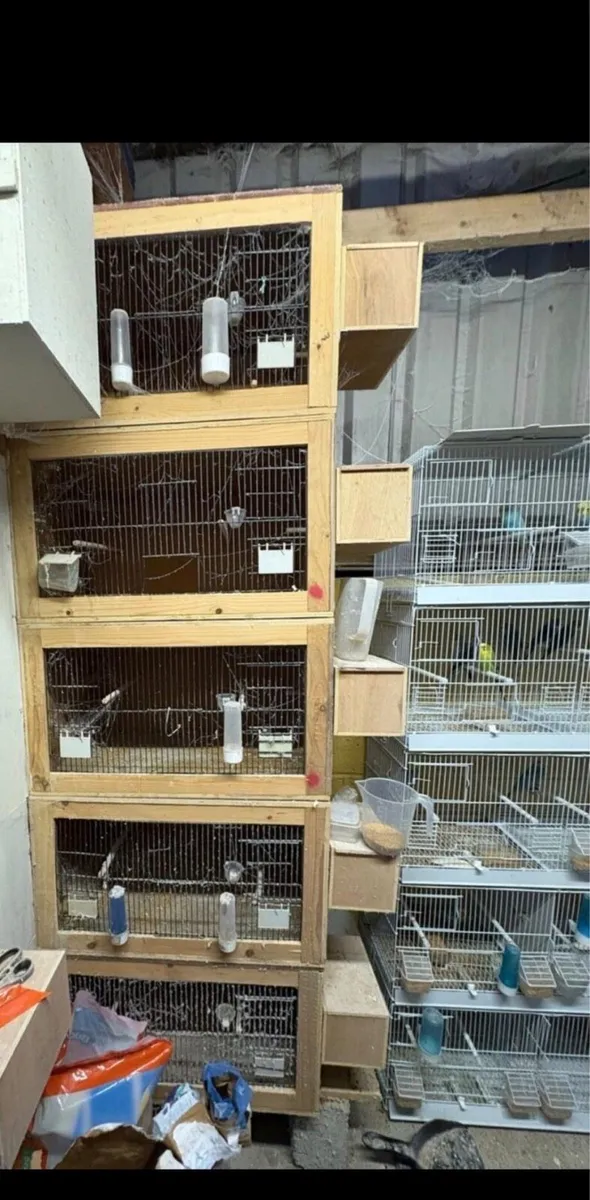 Breeding cages cockatiels for sale - Image 1