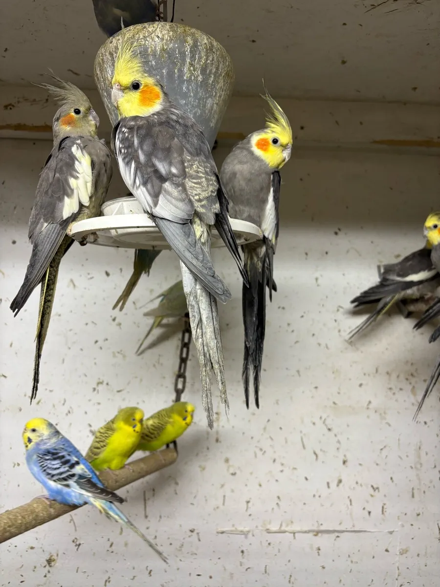 Breeding cages cockatiels for sale - Image 2