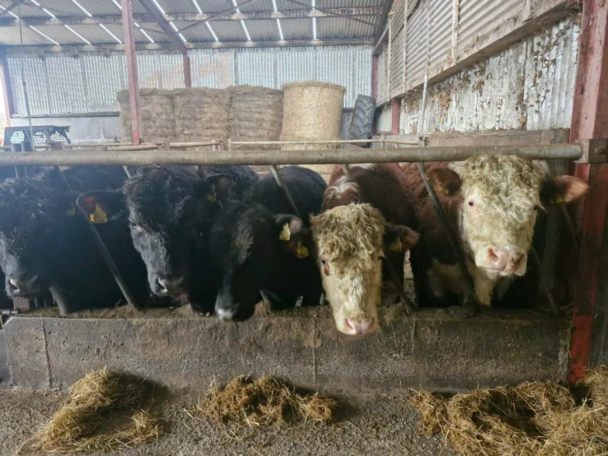 Pedigree Angus and Hereford bulls - Image 1