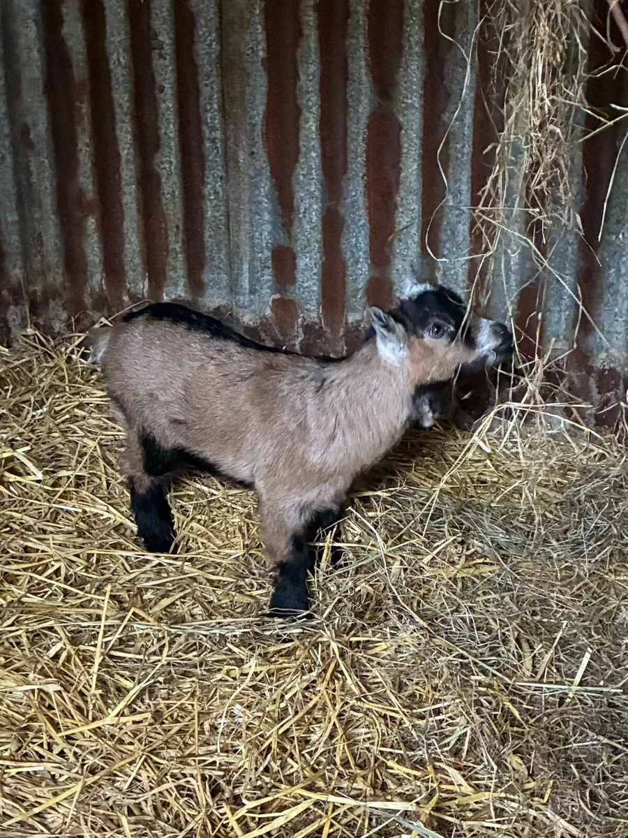 Goat Guernsey x Pygmy F with 2 kids at foot - Image 1