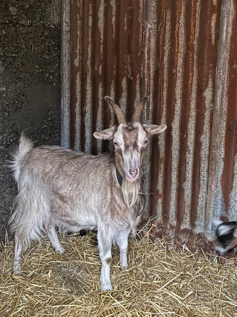 Goat Guernsey x Pygmy F with 2 kids at foot - Image 2