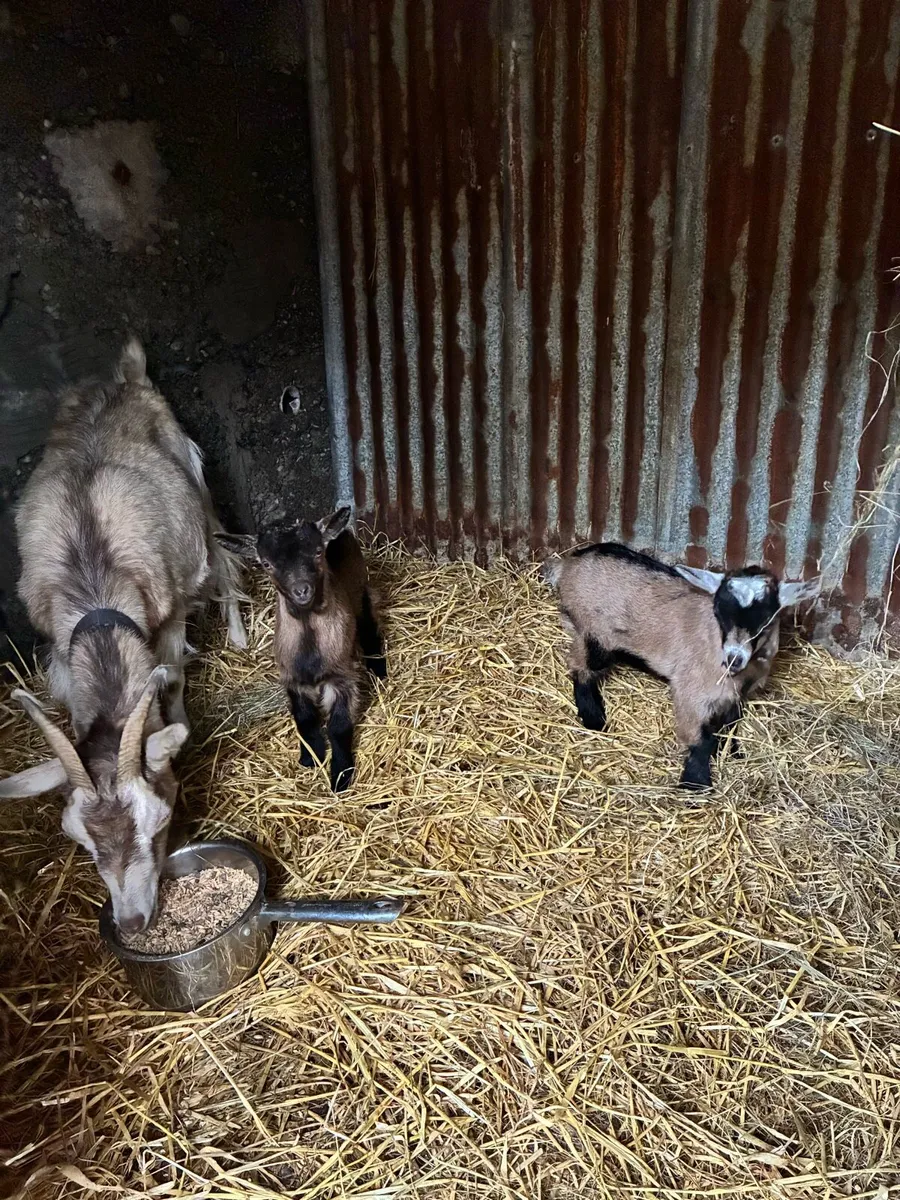 Goat Guernsey x Pygmy F with 2 kids at foot - Image 3