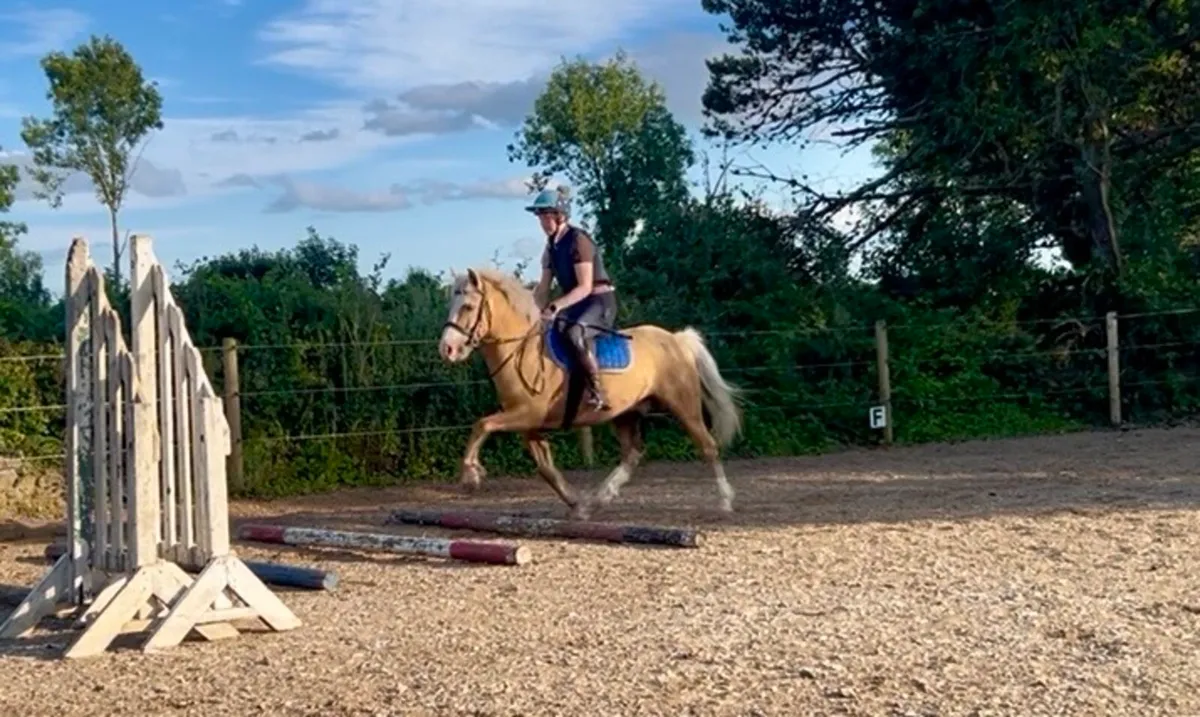 13.2 Palamino - Image 4