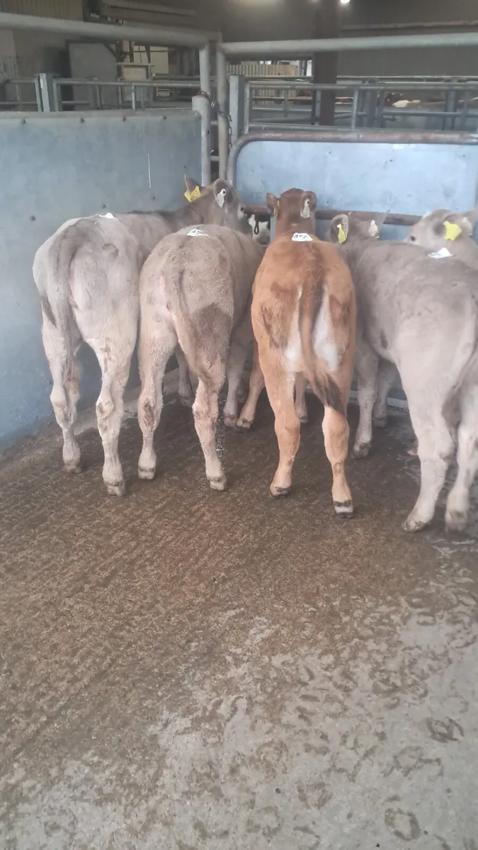 Reared calves - Image 3